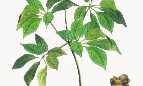 背部艾灸的好处与功效及禁忌、背部艾灸的好处与功效图片 -背部艾灸的好处与功效网